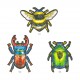 M MOTIF INSECT